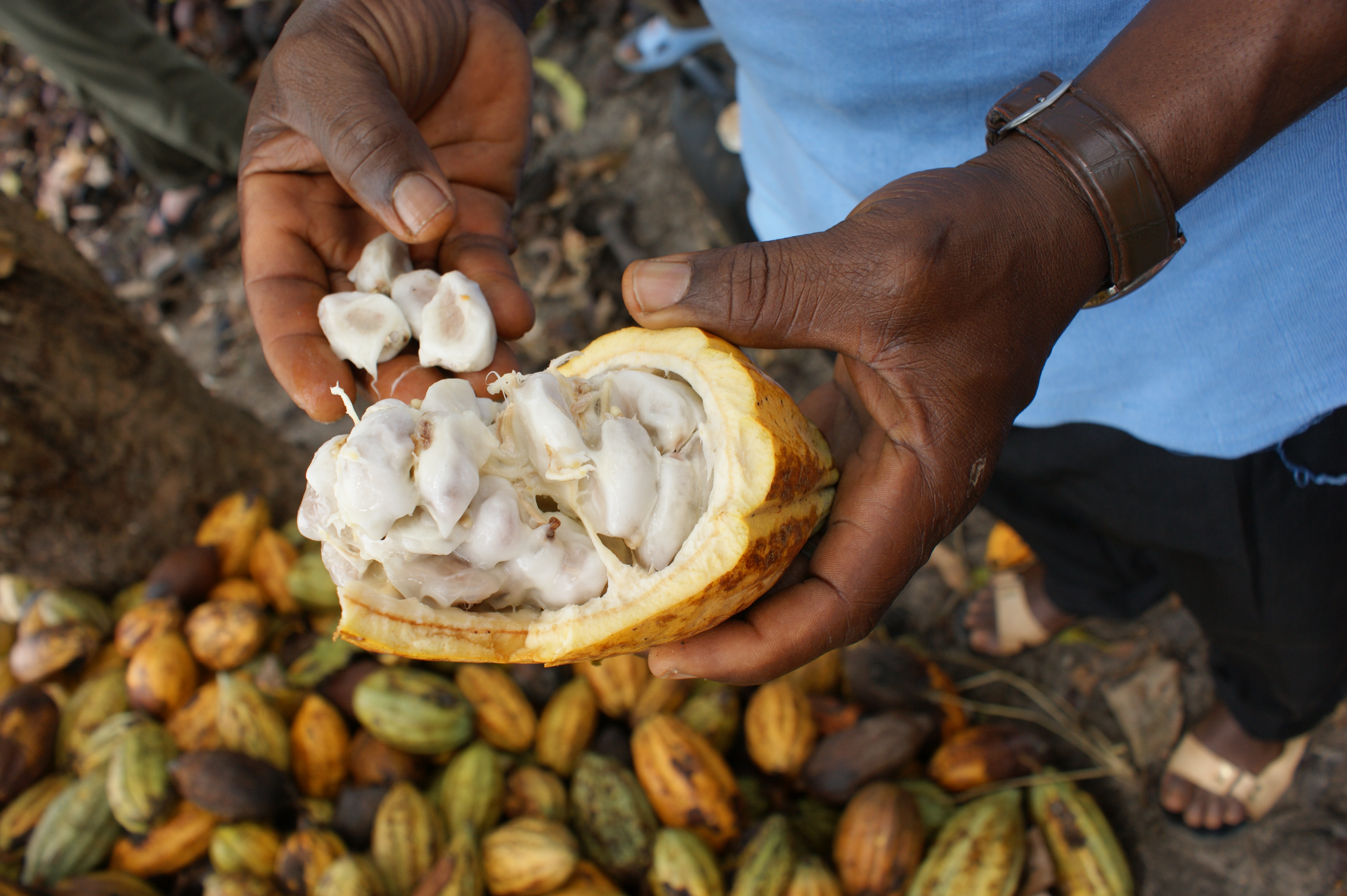 Cocoa pods &amp; beans in human hands.
